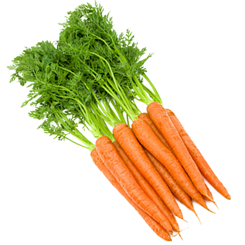 Carrot